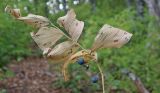 Polygonatum glaberrimum. Засохший побег с плодами. Краснодарский край, Абинский р-н, окр. станицы Эриванской, склон горы Шизе, дубовый лес. 22.09.2019.