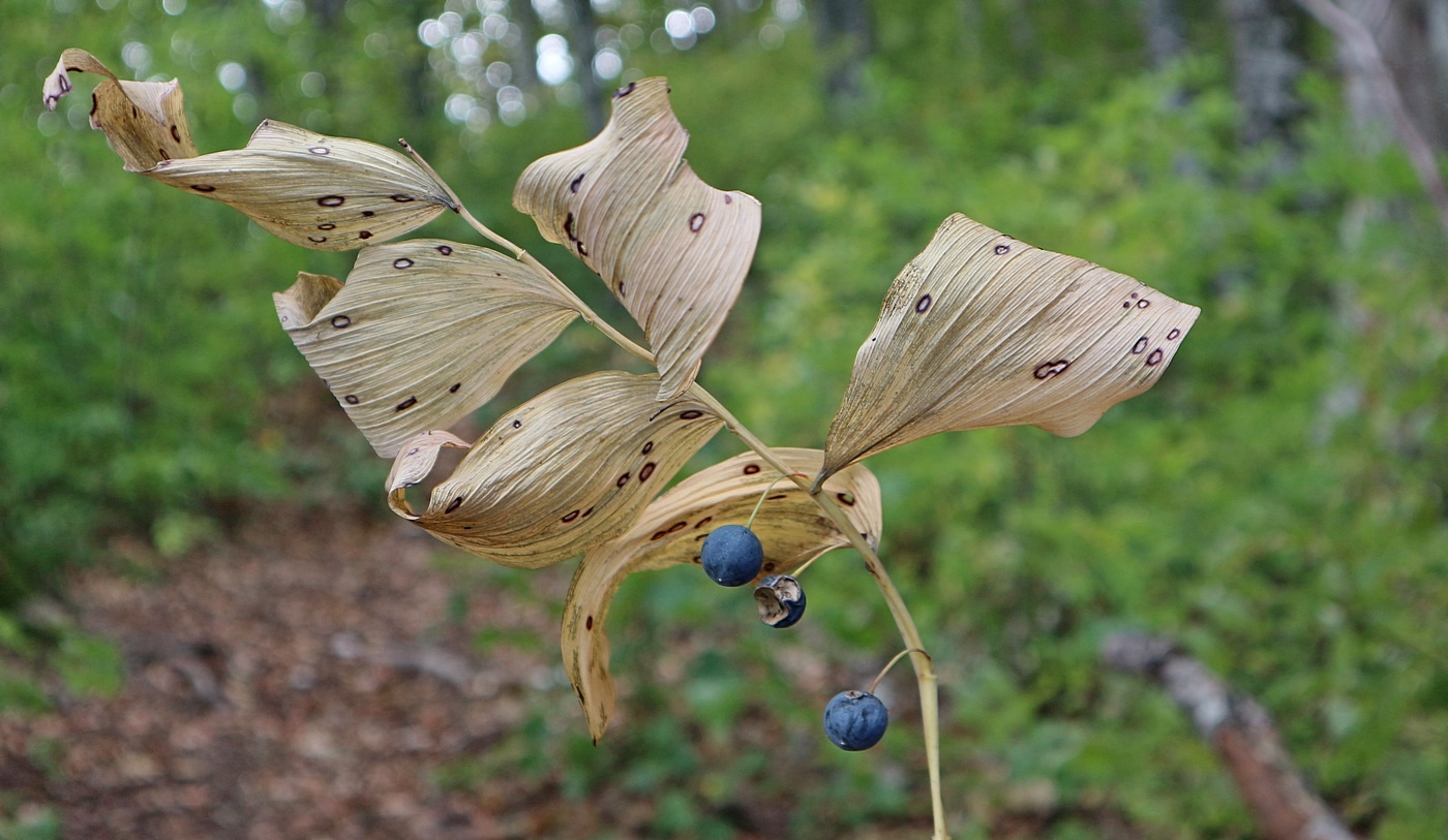 Изображение особи Polygonatum glaberrimum.