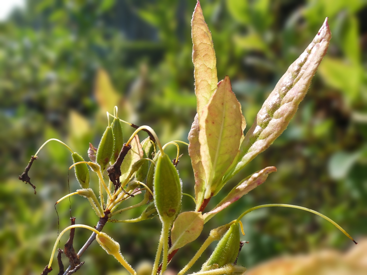 Image of Rhododendron &times; gandavense specimen.