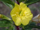 Oenothera rubricaulis