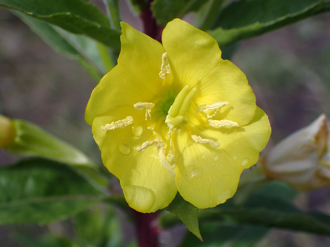 Image of Oenothera rubricaulis specimen.