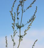 genus Artemisia. Средняя часть цветущего растения. Новосибирская обл., Карасукский р-н, окр. бывшего с. Баское, берег канала. 12.08.2019.