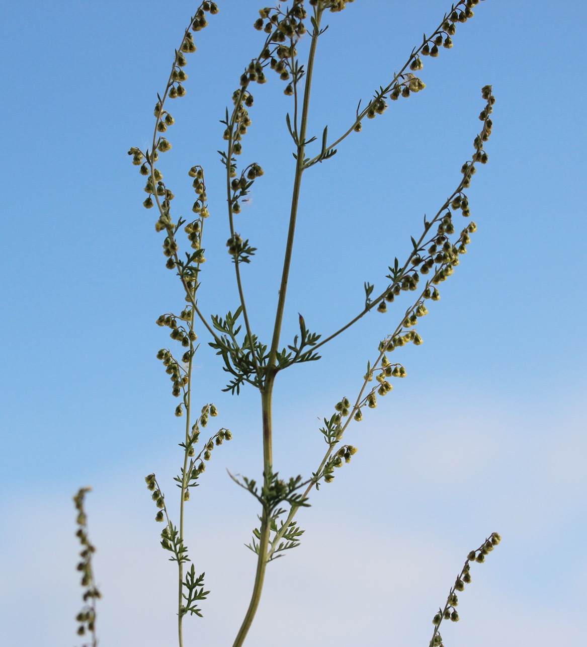 Image of genus Artemisia specimen.