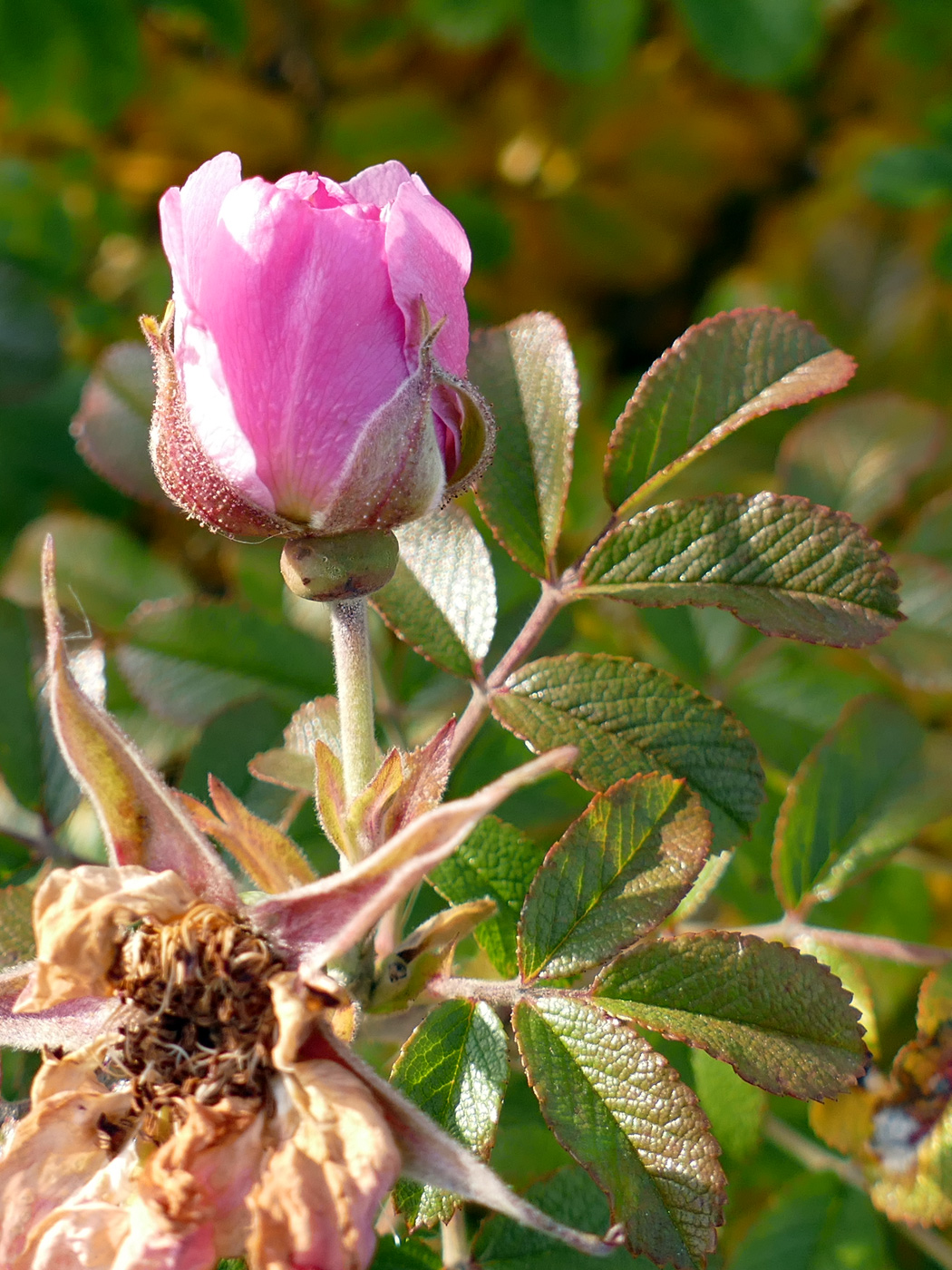 Image of Rosa rugosa specimen.