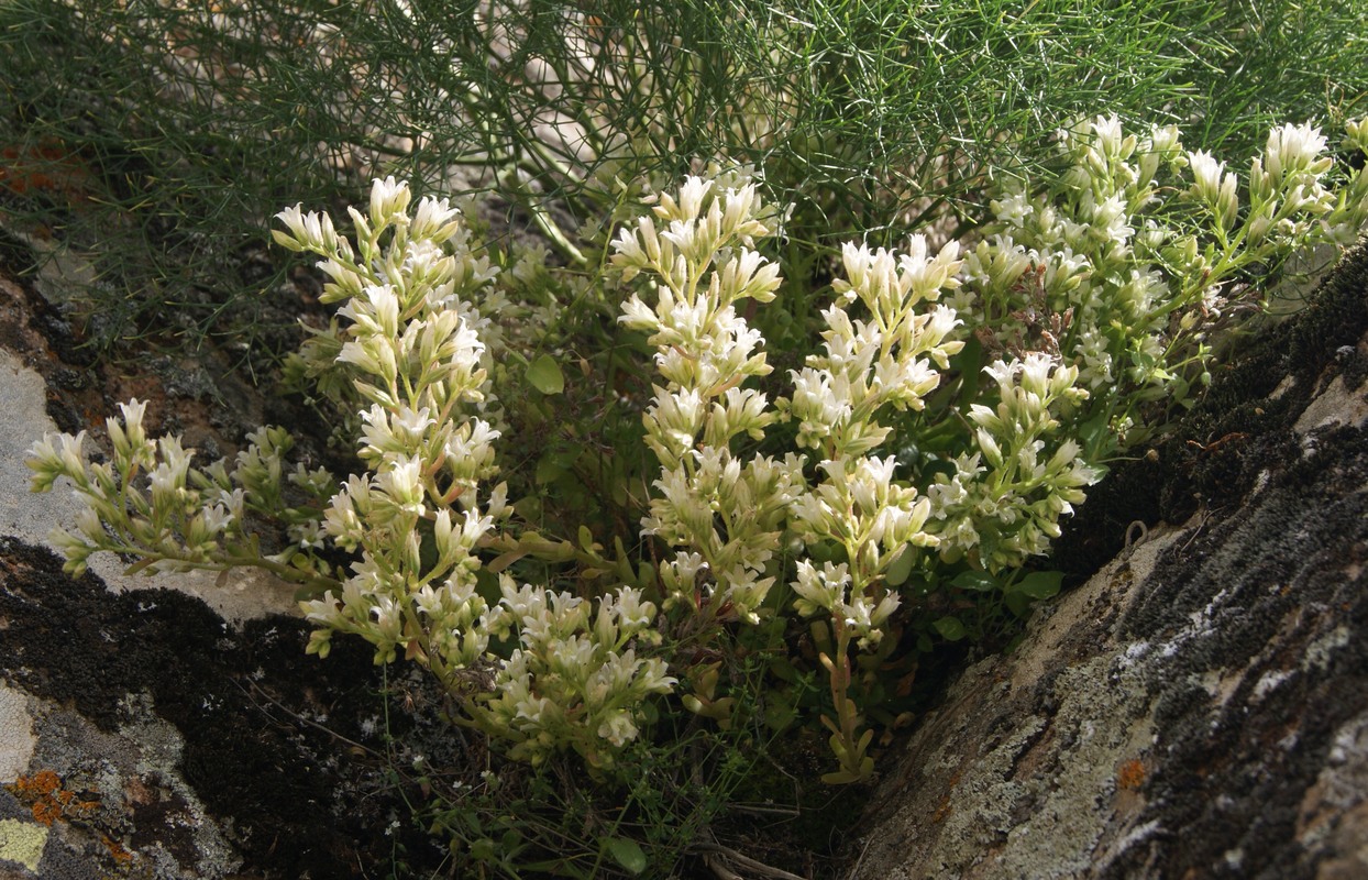 Image of genus Rosularia specimen.