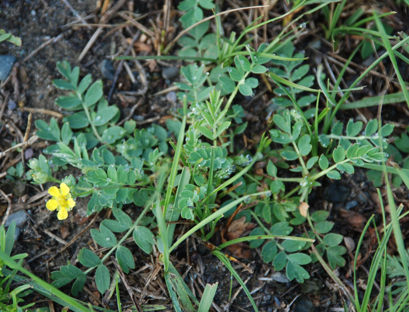 Изображение особи Potentilla bifurca.