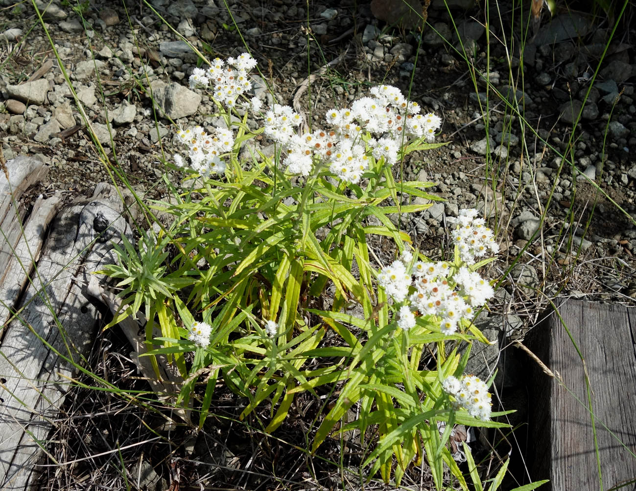 Image of Anaphalis margaritacea specimen.