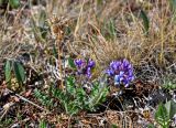 Oxytropis alpina. Цветущее растение и раскрывшееся сухое соплодие. Алтай, Кош-Агачский р-н, долина р. Аккаллу-Озек, ≈ 2400 м н.у.м., горная тундра. 17.06.2019.