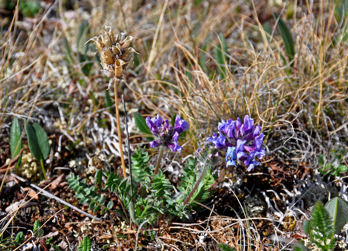 Изображение особи Oxytropis alpina.