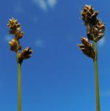 Carex heleonastes