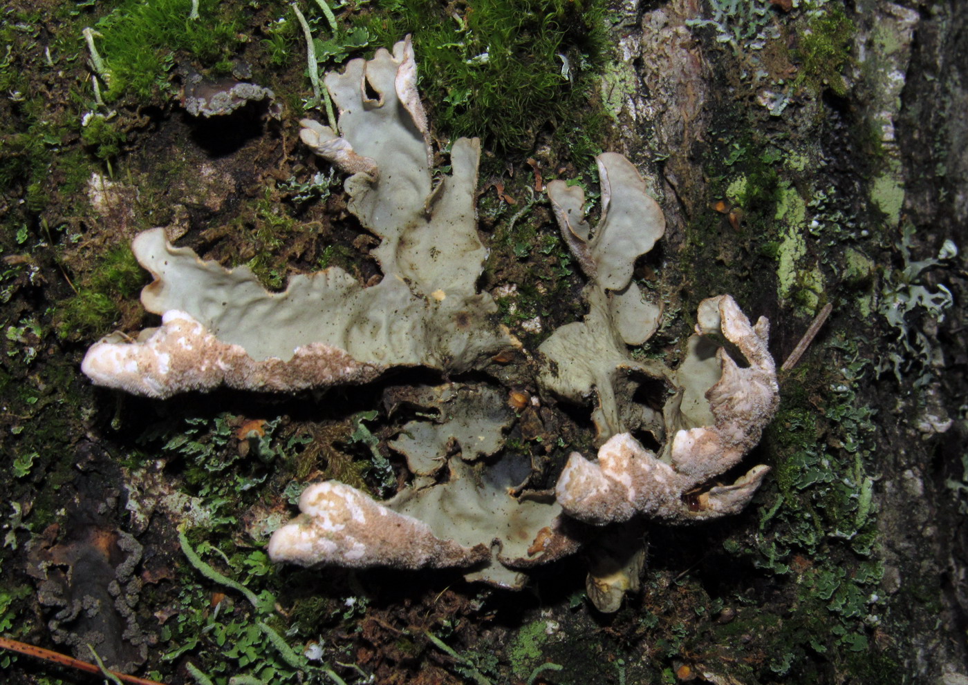 Image of Lobaria scrobiculata specimen.