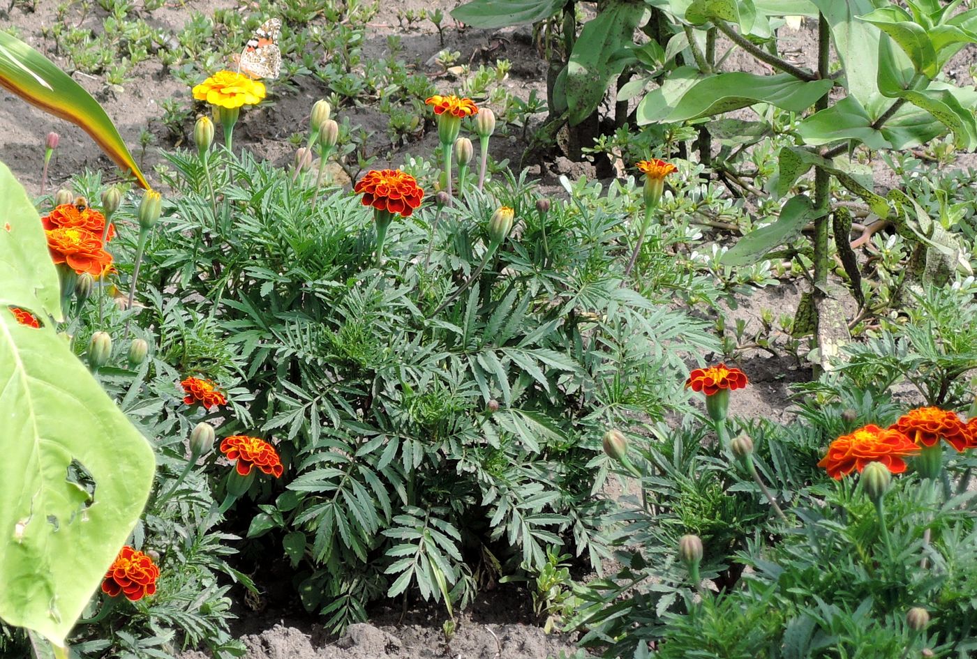 Image of Tagetes patula specimen.