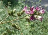 Cousinia umbrosa