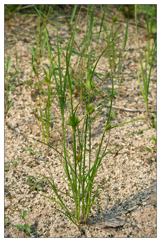 Изображение особи Carex bohemica.