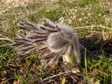 Pulsatilla bohemica