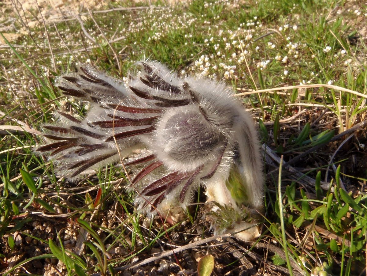 Изображение особи Pulsatilla bohemica.