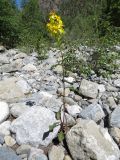 Solidago virgaurea подвид dahurica. Цветущее растение на каменистом берегу реки. Казахстан, Туркестанская обл., Толебийский р-н, территория Сайрам-Угамского национального парка; Угамский хр., дол. р. Сайрам-Су, ≈ 1800 м н.у.м. 04.07.2019.