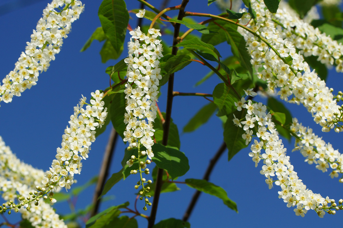 Image of Padus virginiana specimen.