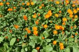 Calendula officinalis