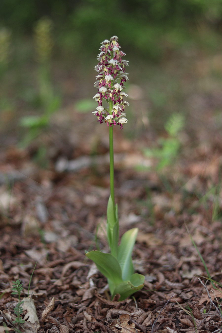 Изображение особи Orchis &times; calliantha.