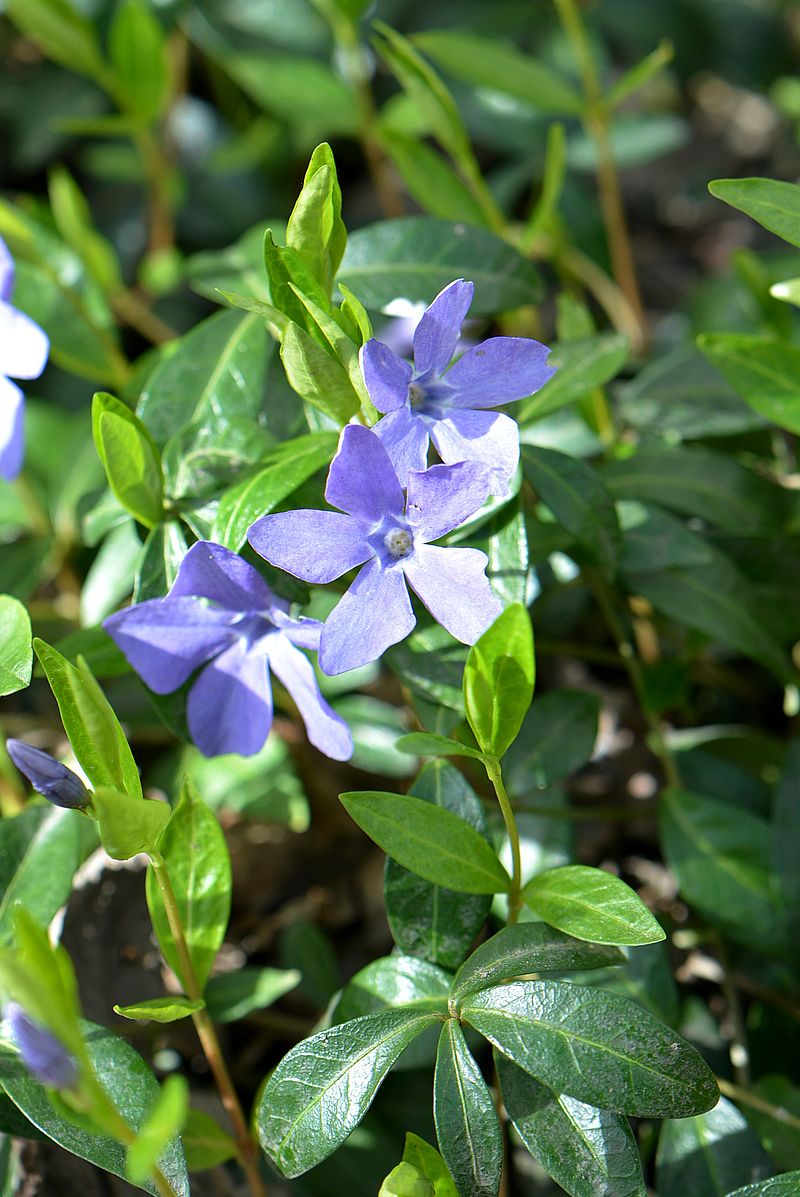 Image of Vinca minor specimen.