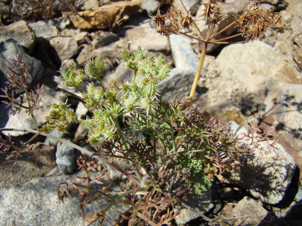 Image of Astrodaucus littoralis specimen.