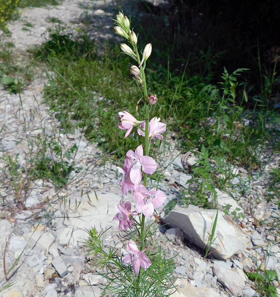 Image of Delphinium ajacis specimen.
