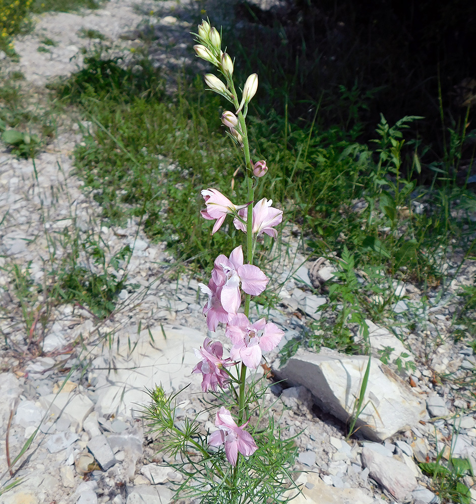 Изображение особи Delphinium ajacis.