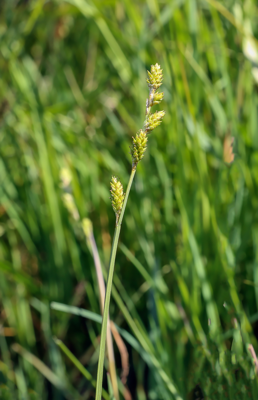 Изображение особи Carex canescens.