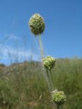 Poterium polygamum. Верхушка побега с соцветиями в пуху Salix excelsa. Южный Казахстан, сев. макросклон зап. части Киргизского хр., ущ. Шошкалы, ≈ 900 м н.у.м., степь в придонной части ущелья. 7 июня 2020 г.