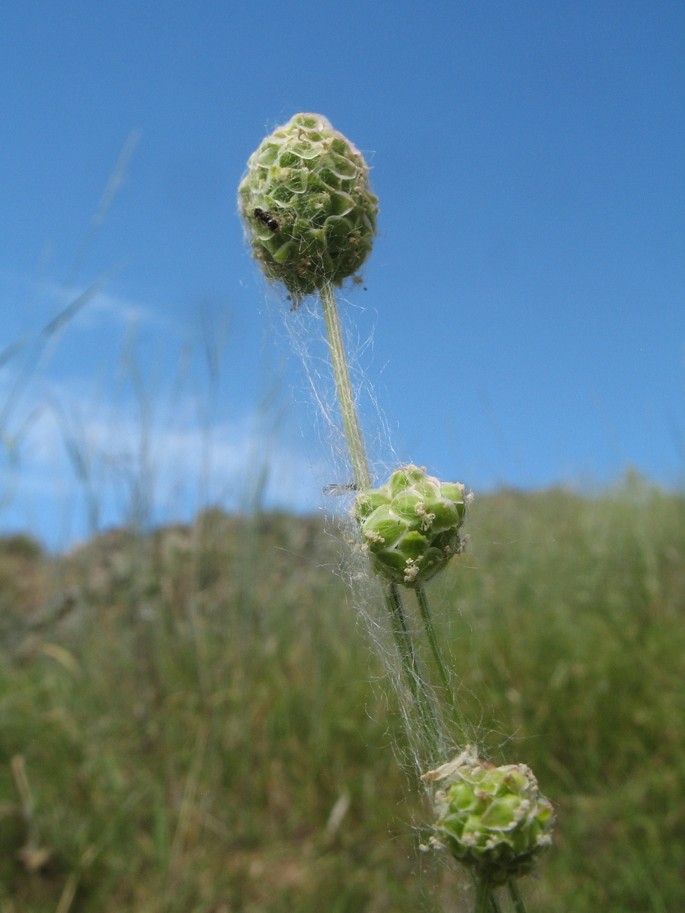 Image of Poterium polygamum specimen.