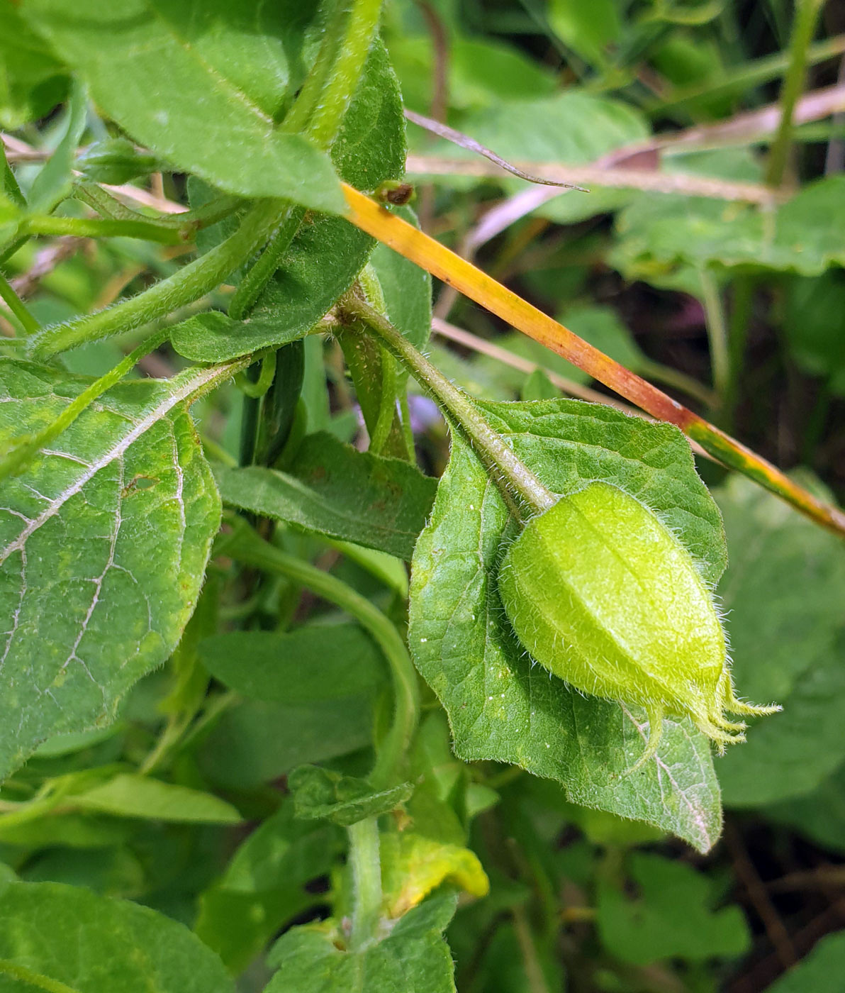 Image of Alkekengi officinarum specimen.