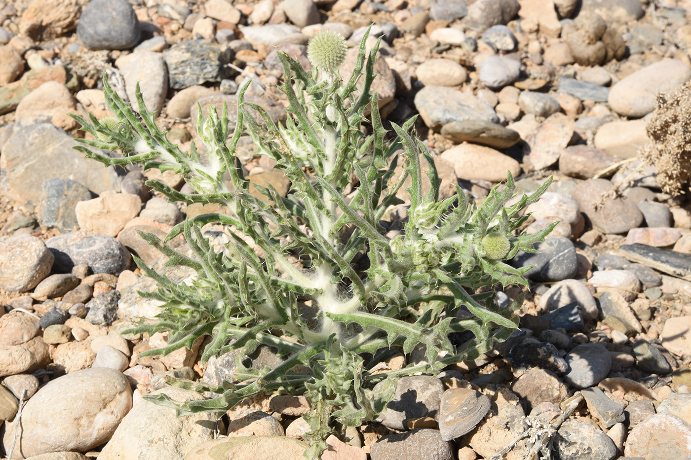 Image of Echinops nanus specimen.