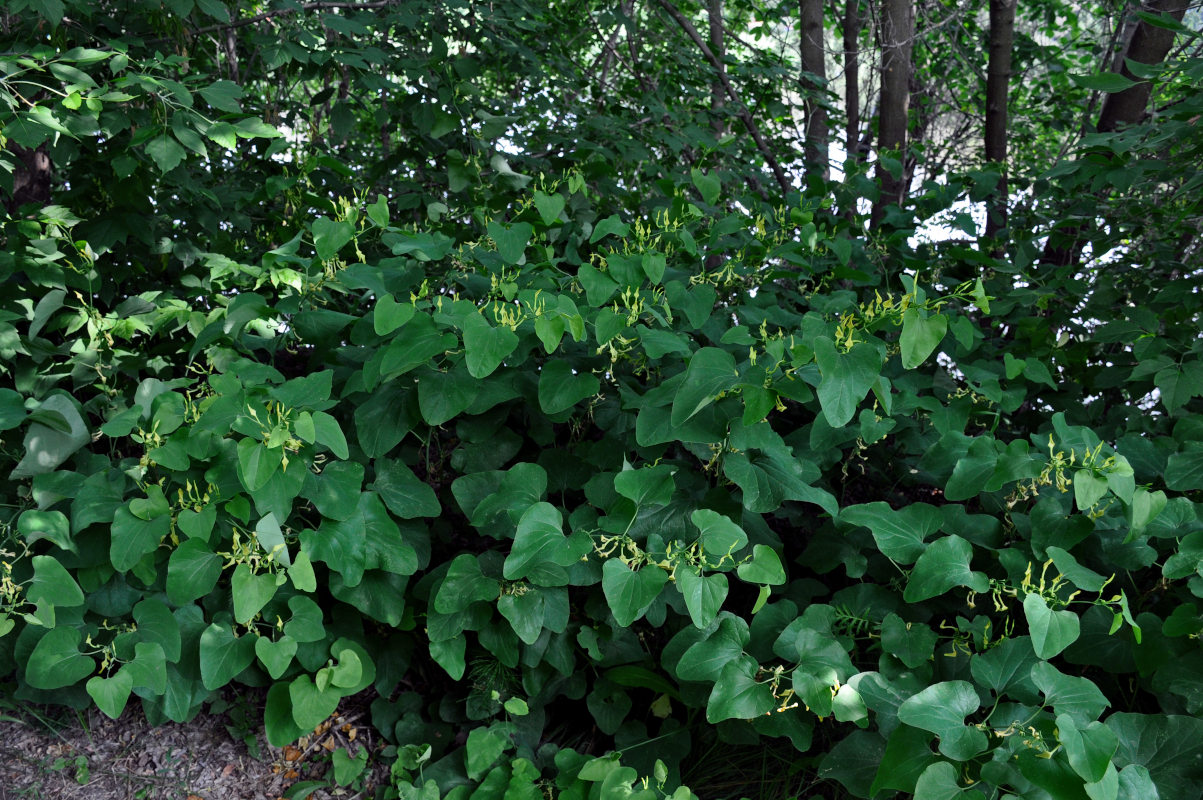 Image of Aristolochia clematitis specimen.