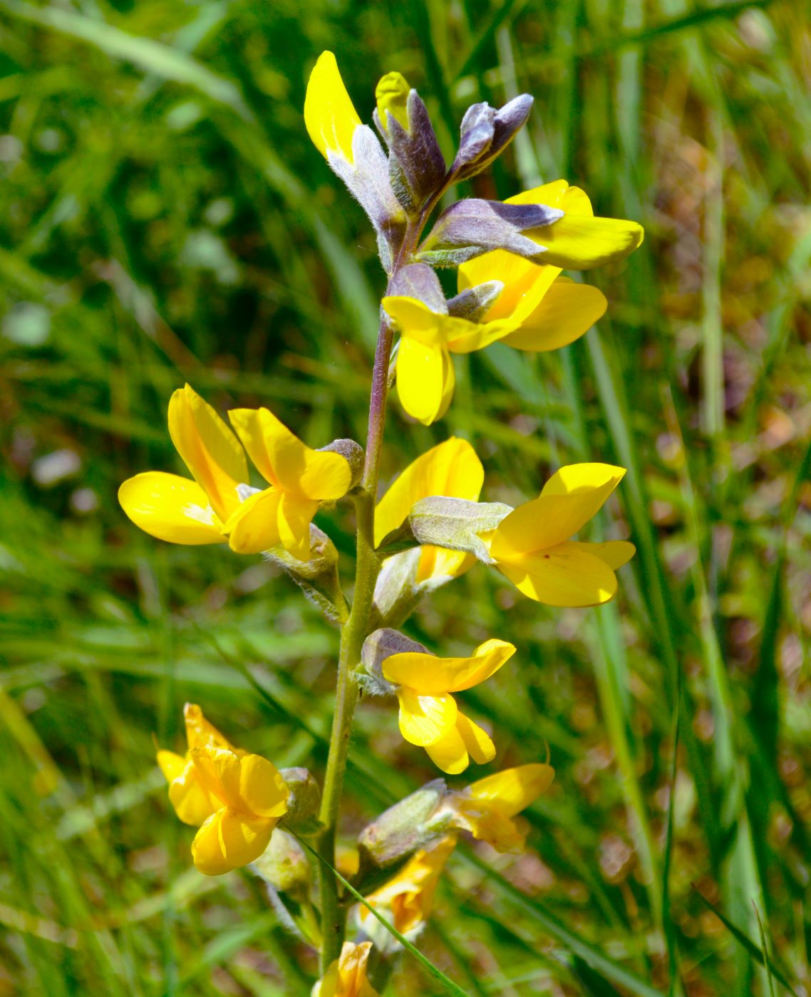 Image of Thermopsis alterniflora specimen.