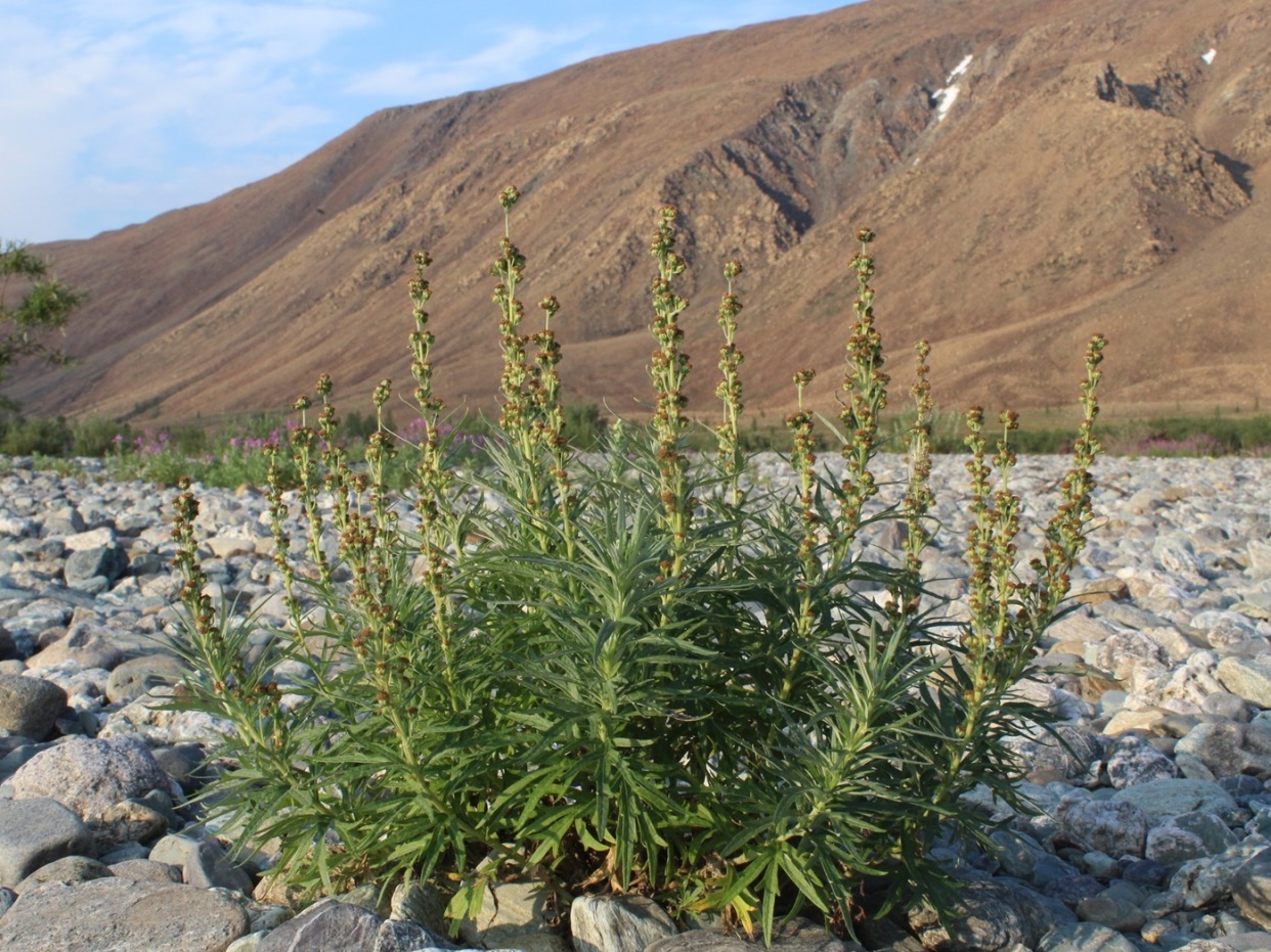 Изображение особи Artemisia tilesii.