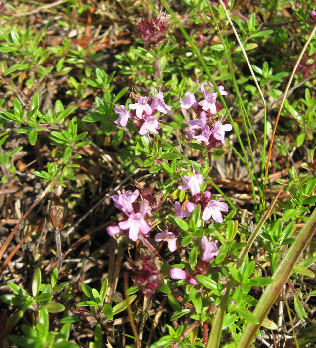 Image of Thymus serpyllum specimen.