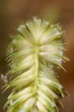 Phleum nodosum