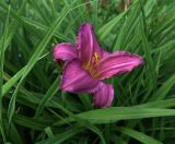 Hemerocallis &times; hybrida