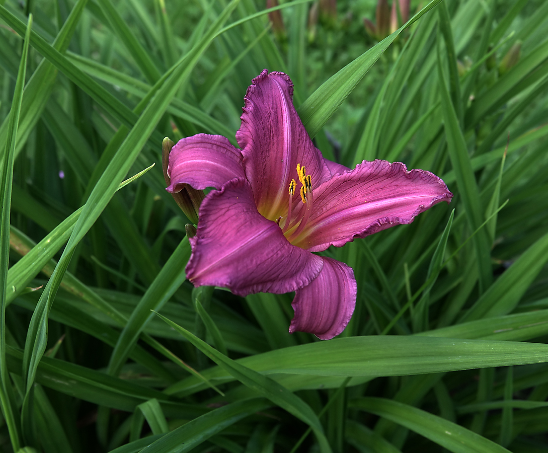 Image of Hemerocallis &times; hybrida specimen.