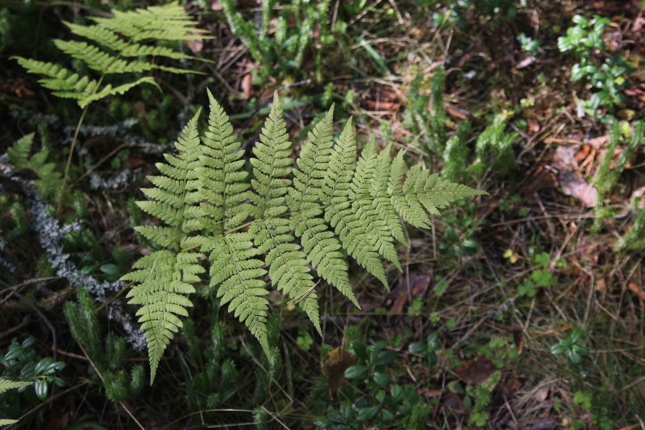 Изображение особи Dryopteris carthusiana.