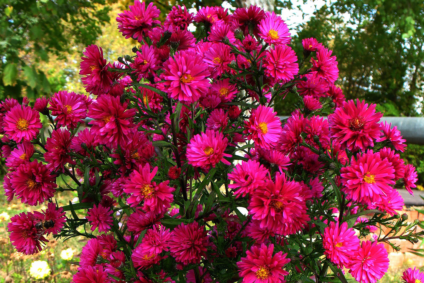 Image of Symphyotrichum &times; versicolor specimen.