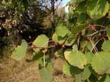 Populus tremula. Верхушка ветви. Украина, г. Запорожье, пос. Солнечный, перед Институтом масличных культур. 12.10.2020.