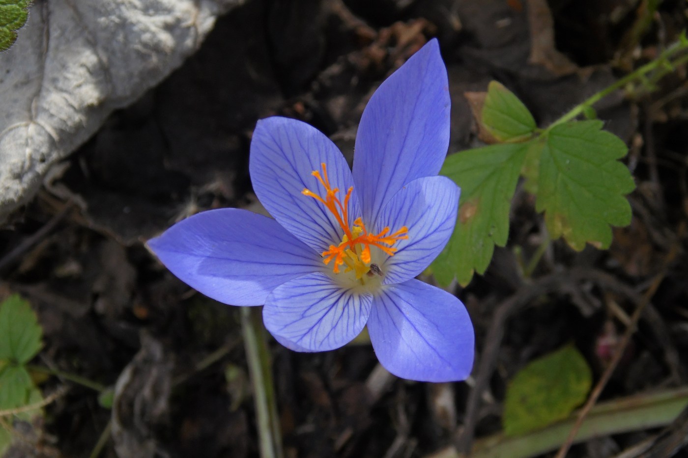 Изображение особи Crocus speciosus.