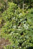 Juniperus communis. Ветвь с незрелыми шишкоягодами. Псковская обл., Гдовский р-н, окр. дер. Кленно, ур. Тарабарово; побережье Чудского оз., опушка зарослей кустарников между лесом и песчаной пустошью. 09.08.2020.