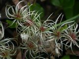 Clematis vitalba. Плоды. Южный берег Крыма, влажный овраг в р-не Понизовки, август.