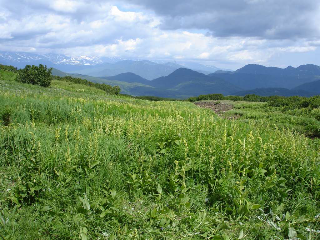 Изображение особи Veratrum oxysepalum.