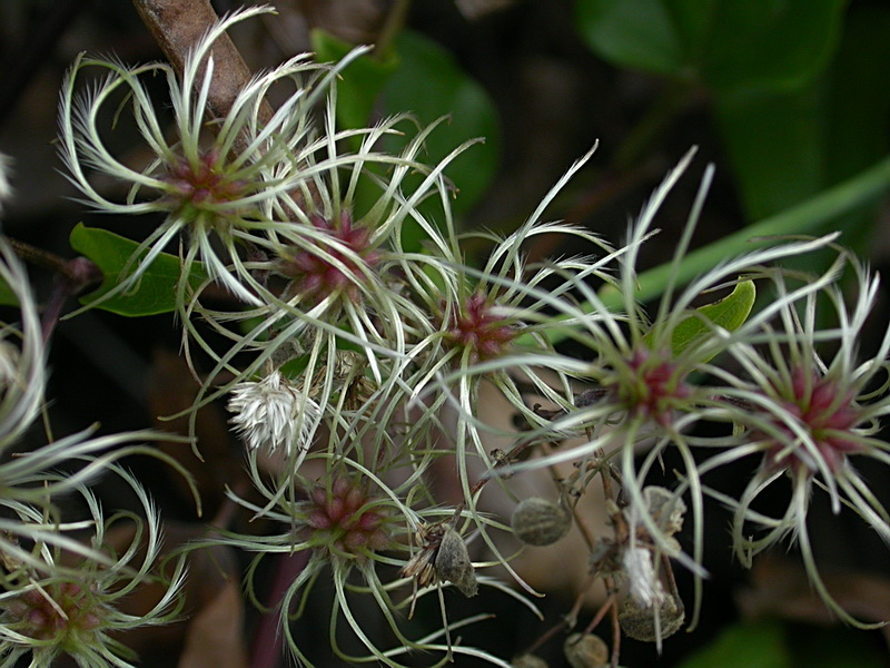 Image of Clematis vitalba specimen.