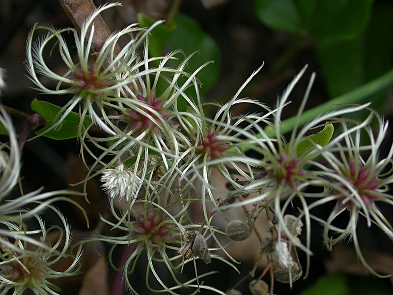 Изображение особи Clematis vitalba.