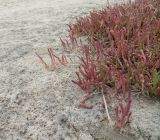 Salicornia natalensis